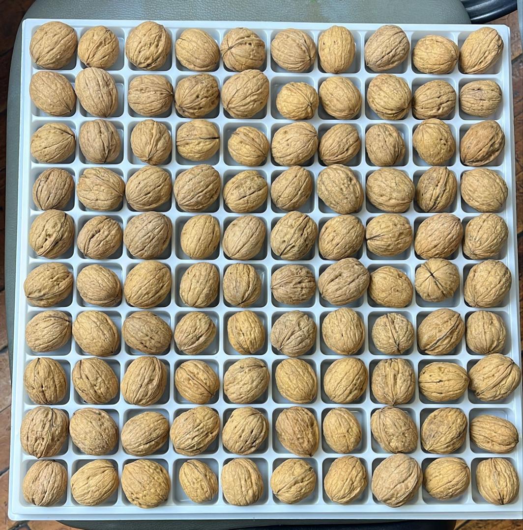 Walnut