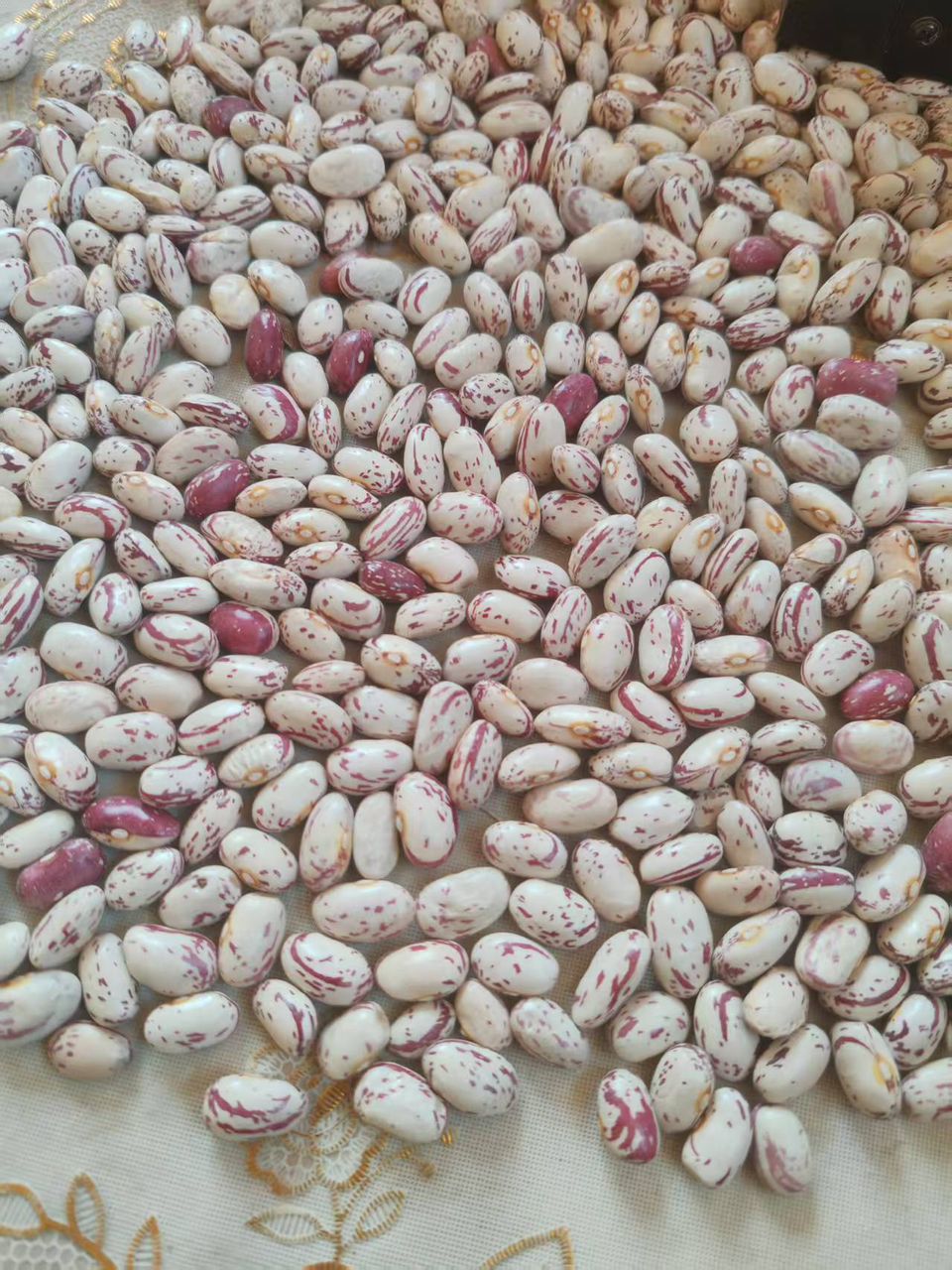 Pinto Beans