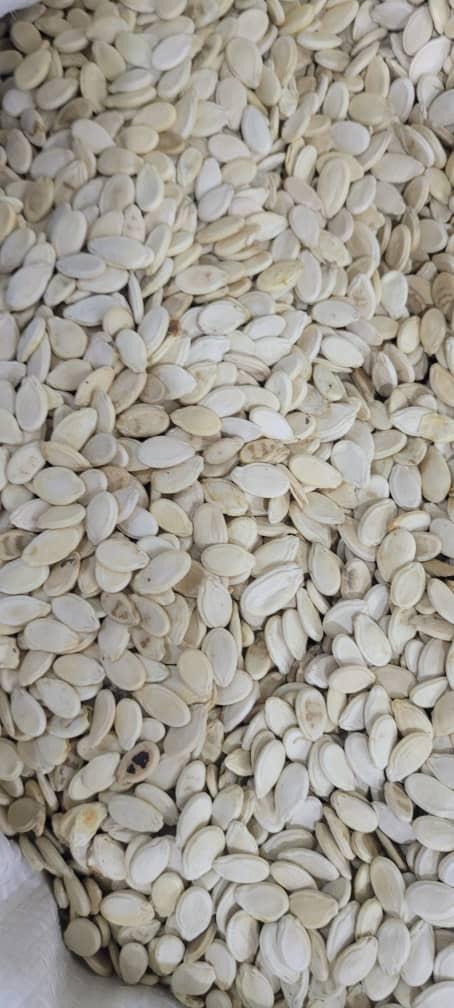 Melon Seeds